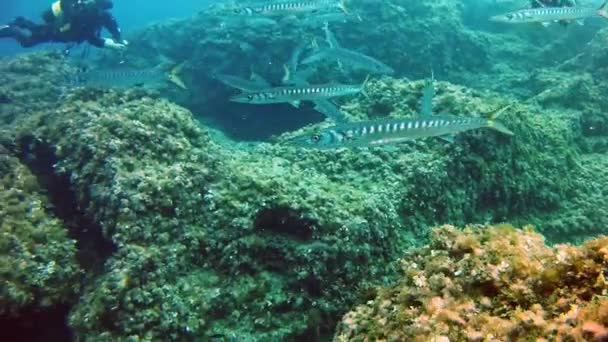 バラクーダ - 地中海でのダイビング — ストック動画