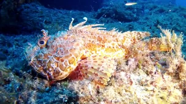 Dykning i Medelhavet - skorpionfisk — Stockvideo