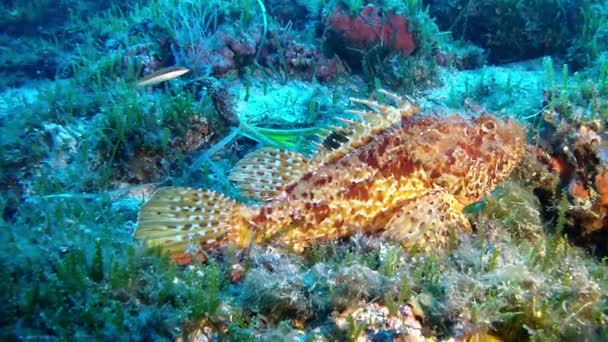 Buceo en el Mar Mediterráneo - Scorpionfish — Vídeos de Stock