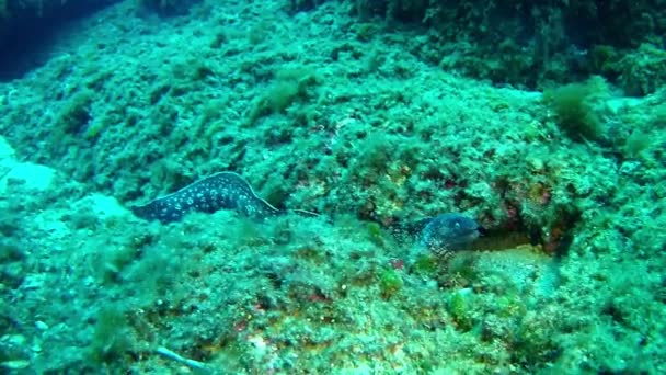 Mergulho no Mar Mediterrâneo - Enguia Moray — Vídeo de Stock