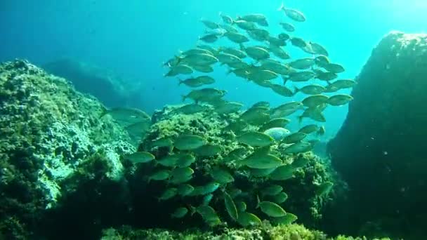 Buceo en el Mar Mediterráneo - Salema — Vídeo de stock