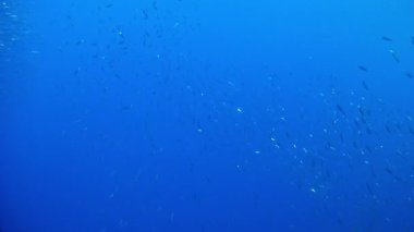 Akdeniz - sardalye dalış