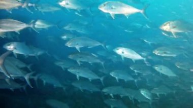 Akdeniz - Amberjacks dalış