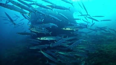 Akdeniz - Barracudas dalış