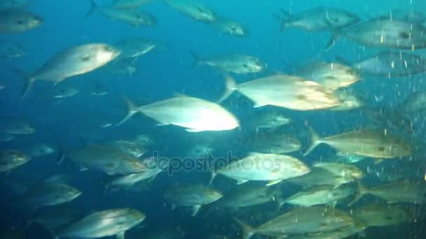 Diving in the Mediterranean Sea - Amberjacks — Stock Video