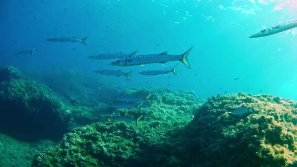 Mergulho no Mar Mediterrâneo - Barracudas — Vídeo de Stock