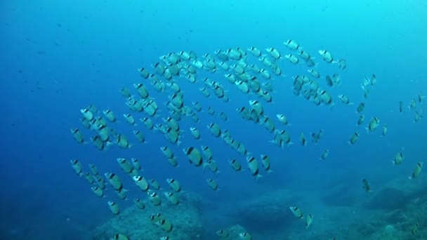 Nurkowanie w Morzu Śródziemnym - dwa leszcze naprzemienne — Wideo stockowe