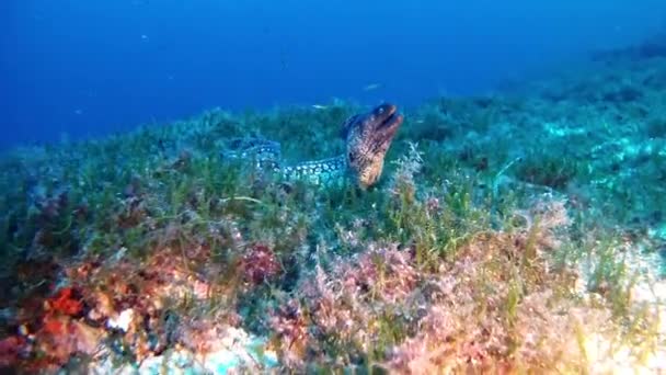 Duiken in de Middellandse Zee - Moray eel — Stockvideo