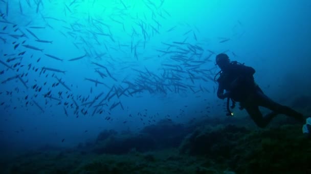 Duiken in de Middellandse Zee - Barracuda 's — Stockvideo