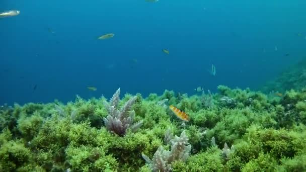 在地中海的海水中潜水 — 图库视频影像