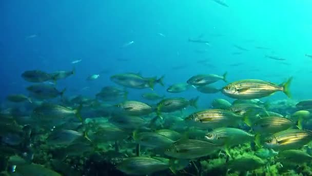 Buceo en el Mar Mediterráneo — Vídeos de Stock