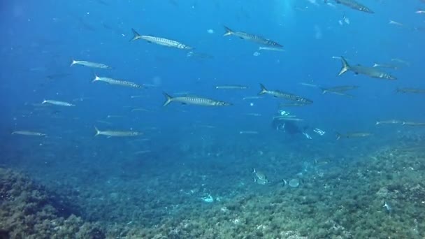 Diving in the Mediterranean Sea — Stock Video