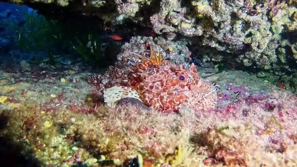 지중해 바다에서 다이빙 — 비디오
