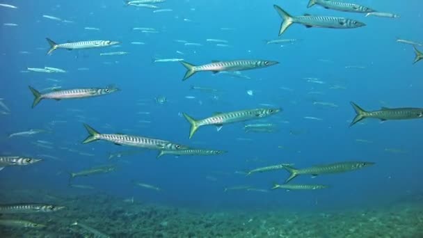 Duiken in de Middellandse Zee — Stockvideo