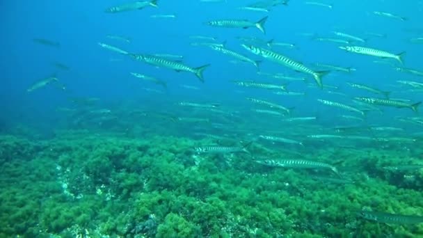 Diving in the Mediterranean Sea — Stock Video