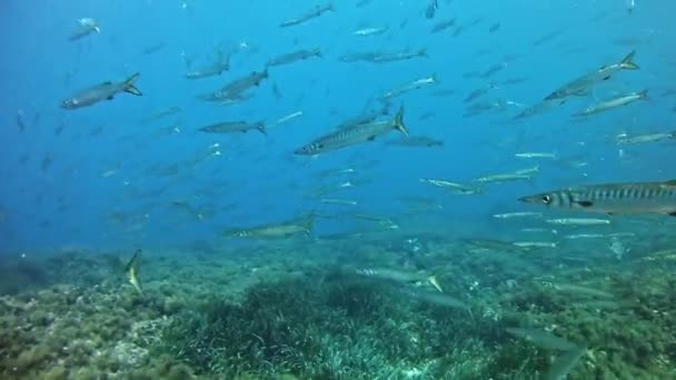 Nurkowanie w Morzu Śródziemnym — Wideo stockowe