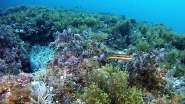 Mergulho no Mar Mediterrâneo — Vídeo de Stock