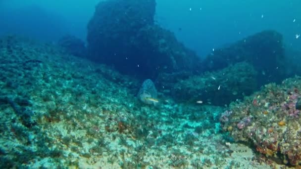 Mergulho no Mar Mediterrâneo — Vídeo de Stock