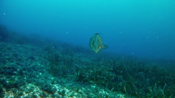 Mergulho no Mar Mediterrâneo — Vídeo de Stock