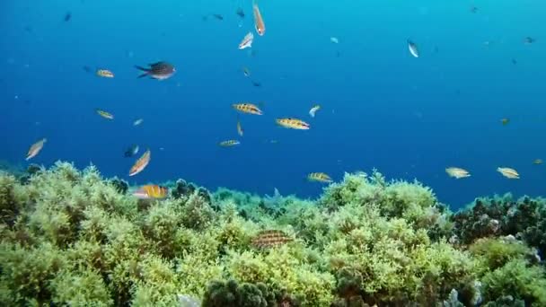 地中海の海でダイビング — ストック動画