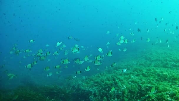 Duiken in de Middellandse Zee — Stockvideo