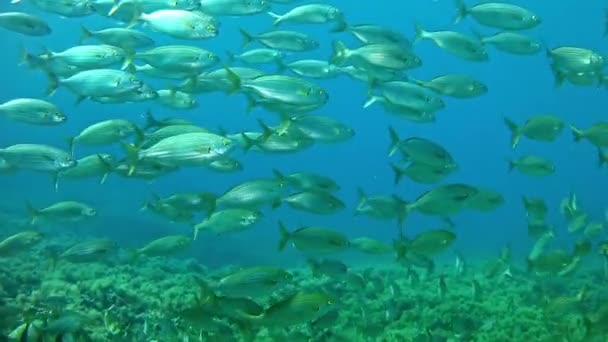 Buceo en el Mar Mediterráneo — Vídeo de stock