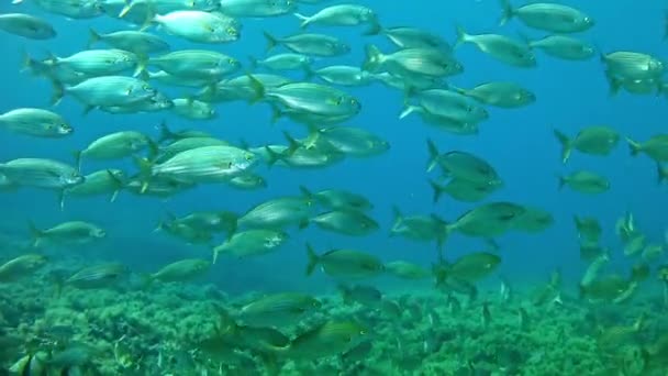 Plongée en Méditerranée — Video