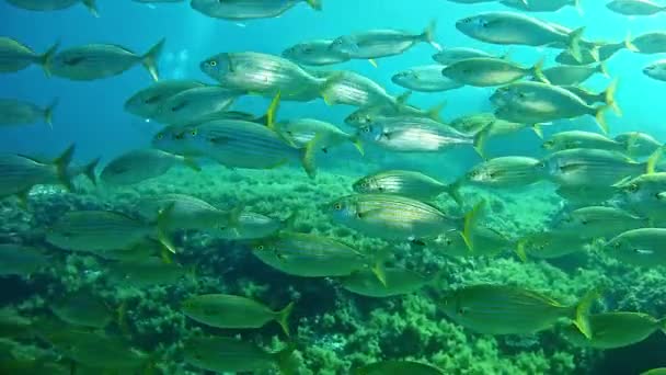 Diving in the Mediterranean sea — Stock Video