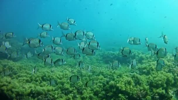 Buceo en el Mar Mediterráneo — Vídeo de stock