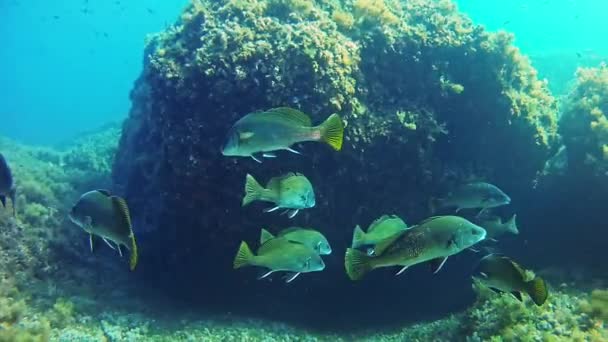 在地中海的海水中潜水 — 图库视频影像