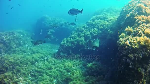 Buceo en el Mar Mediterráneo — Vídeo de stock