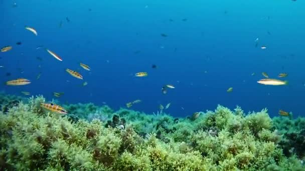 Diving in the Mediterranean sea — Stock Video