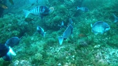 Mallorca İspanya'da dalış