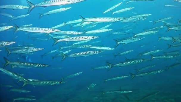 Buceo en Mallorca España — Vídeo de stock