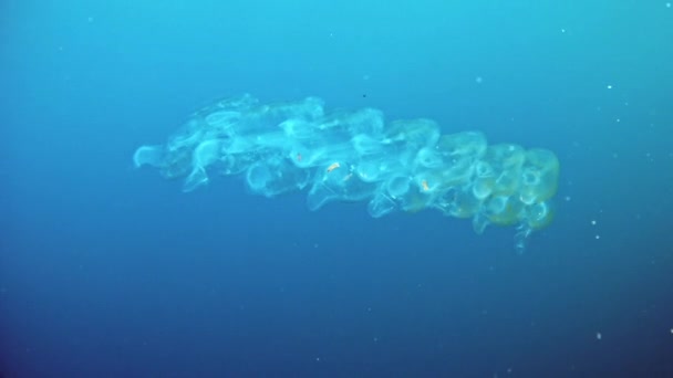 Diving in Mallorca Spain — Stock Video