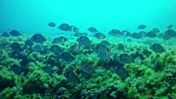 スペインのマヨルカ島でのダイビング — ストック動画
