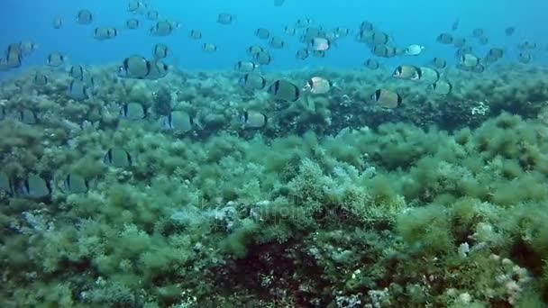 Búvárkodás a Mallorca Spanyolország — Stock videók