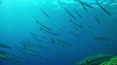 İspanya Mallorca (Mayorka) sualtı canlıları Barracudas Shoal dalış