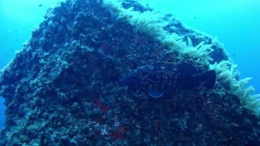 İspanya Mallorca (Mayorka) sualtı hayatta dalış,