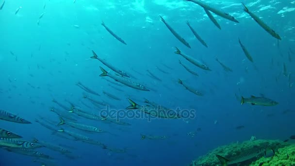 Dykning i Spanien Mallorca (Mallorca) undervattenslivet barracudor Shoal — Stockvideo