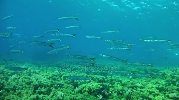 Mergulho em Espanha Maiorca (Maiorca) Vida subaquática. Barracudas shoal — Vídeo de Stock