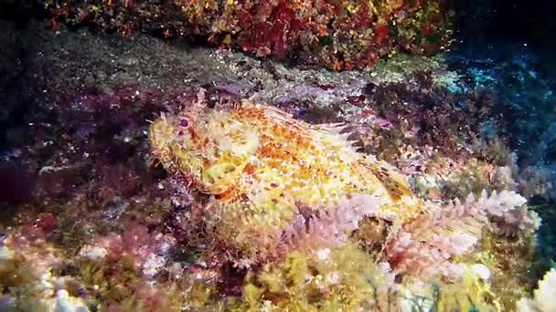 Diving in Spain Mallorca (Majorca) Underwater life. Scorpion fish — Stock Video