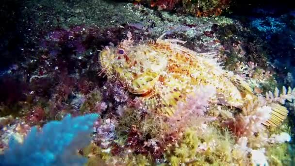 Buceo en España Mallorca (Mallorca) Vida submarina. Pez escorpión — Vídeos de Stock