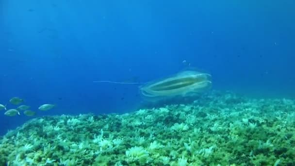 Duiken in de onderwater leven Spanje Mallorca (Mallorca). Ribkwallen. — Stockvideo