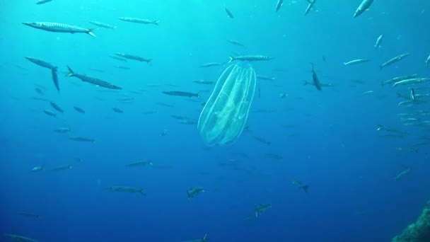 Diving in Spain Mallorca (Majorca) Underwater life. Ctenophore — Stock Video