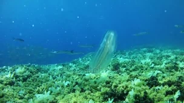 Tauchen in Spanien mallorca (Mallorca) Unterwasserwelt. Ctenophor. — Stockvideo