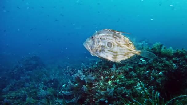 Duiken in de onderwater leven Spanje Mallorca (Mallorca). John Dory vis — Stockvideo