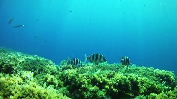 Diving in Spain Mallorca (Majorca) Underwater life. Jellyfish — Stock Video