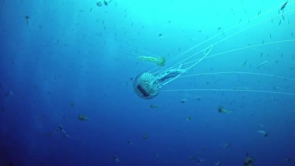 Potápění v Španělsko Mallorca (Mallorca) podmořského života. Medúza — Stock video