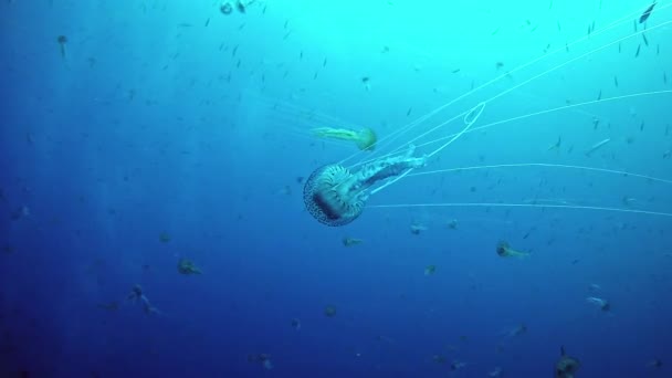 Buceo en España Mallorca (Mallorca) Vida submarina. Medusas. — Vídeo de stock